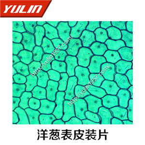 生物切片