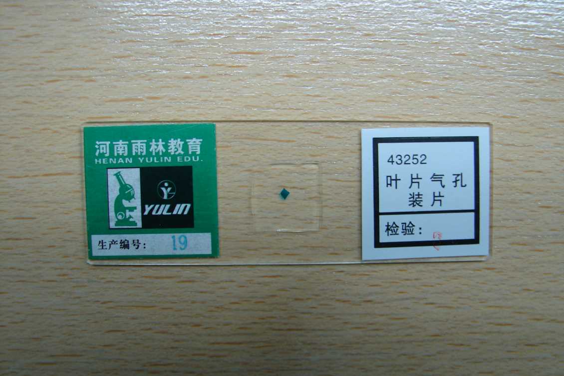 生物切片
