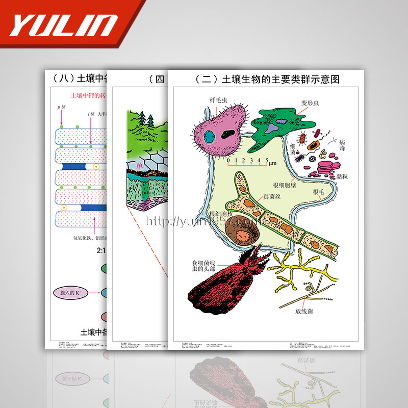 教学挂图