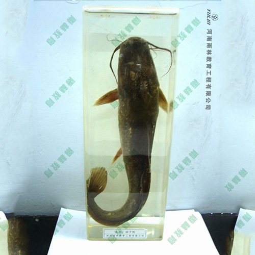 动物浸制标本