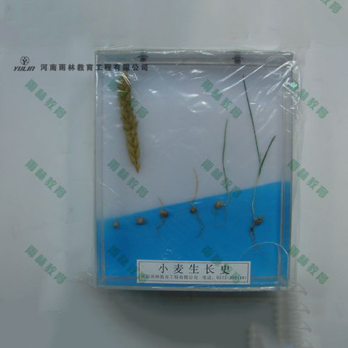 小麦浸制标本
