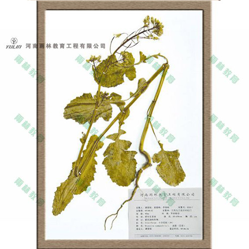 十字花科