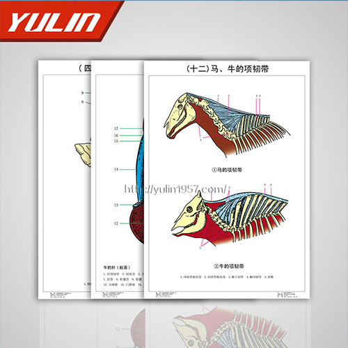 陈列标本