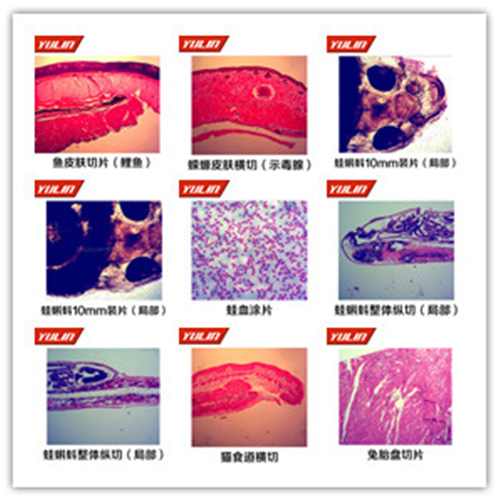 脊索动物门鱼纲类切片