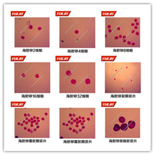 棘皮动物门生物切片