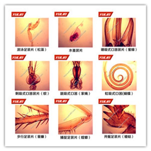 节肢动物门生物玻片