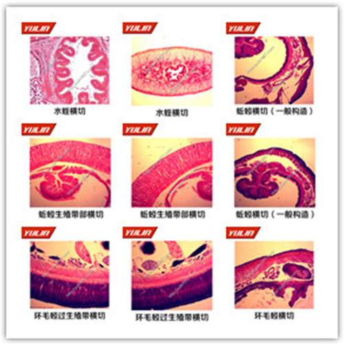 环节软体动物门生物玻片