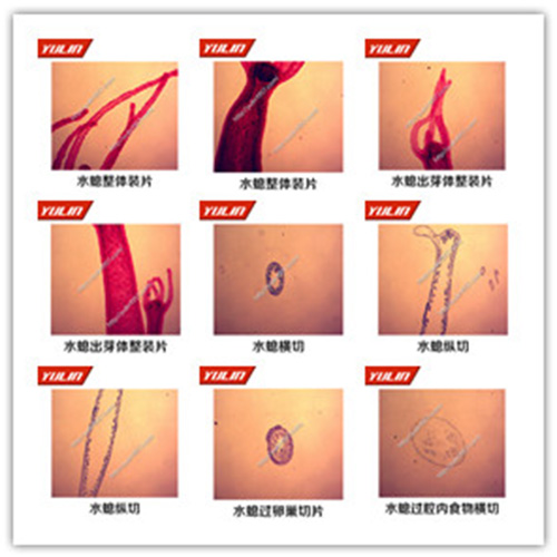 多孔腔肠扁形动物门生物玻片