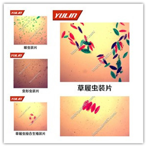 动物生物学原生动物门玻片