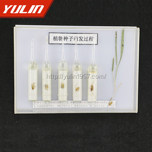种子萌发标本