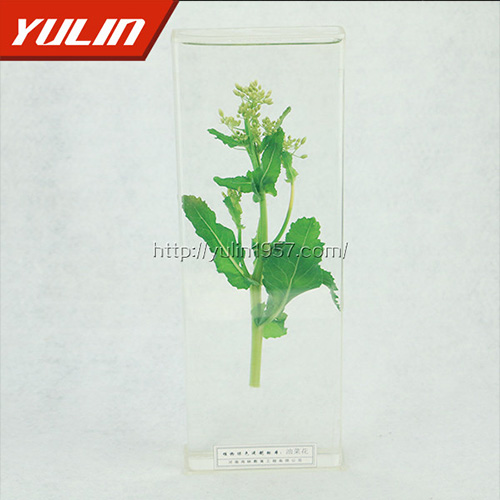 油菜花标本