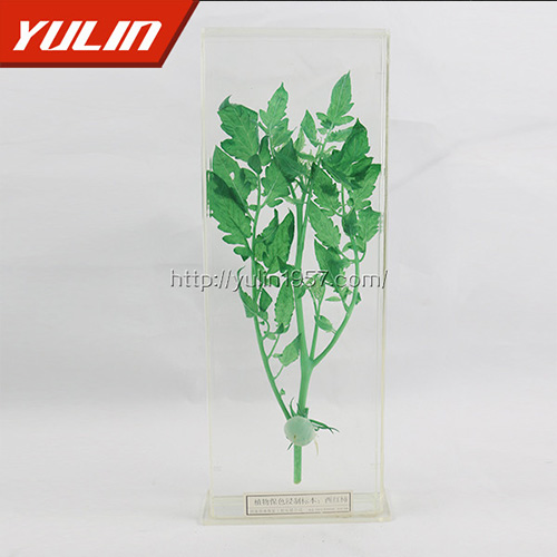 西红柿浸制标本