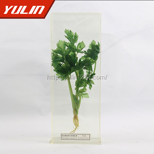 芹菜标本