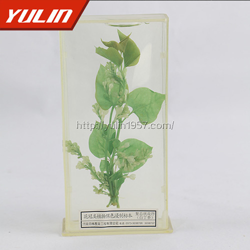 白香花标本