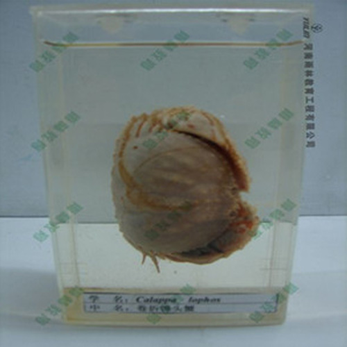 卷折馒头蟹浸制标本