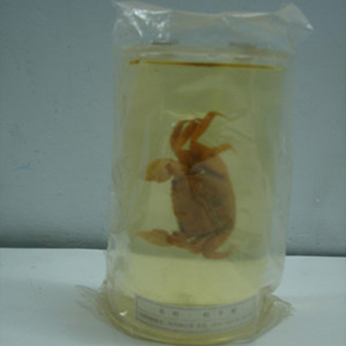 寄居蟹包埋标本