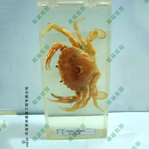 海蛰包埋标本