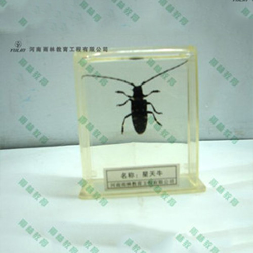 星天牛包埋标本