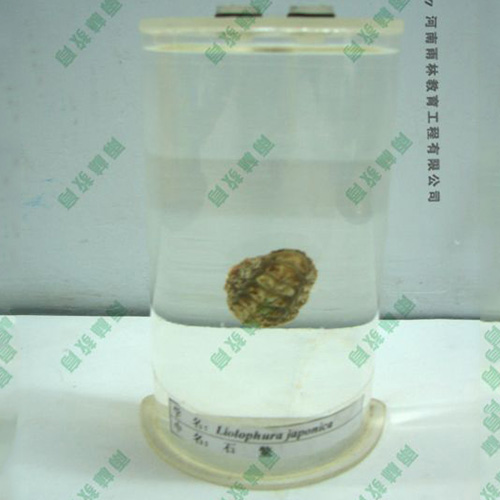 石鳖浸制标本