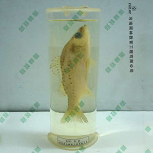 教学用鱼解剖浸制标本