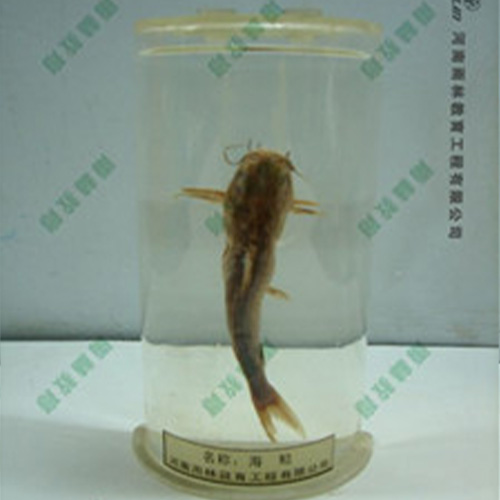 海鲶浸制标本