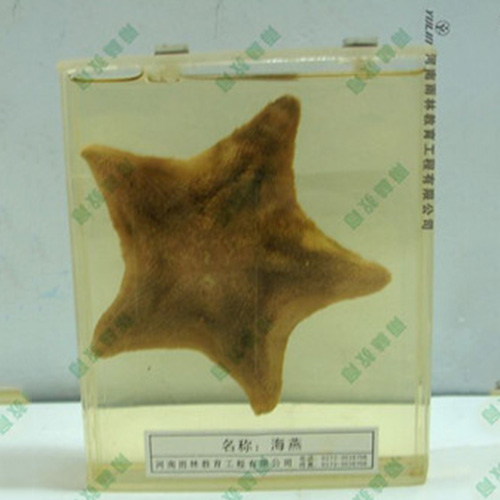 海葵包埋标本