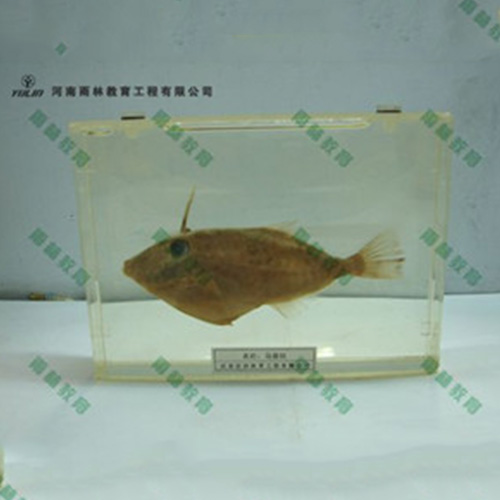 鱼解剖包埋标本