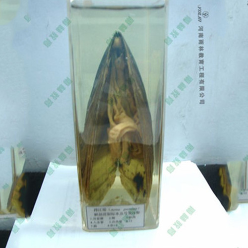 河蚌包埋标本
