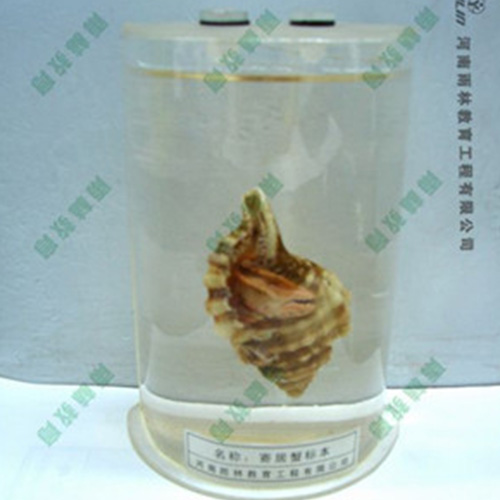 寄居蟹浸制标本