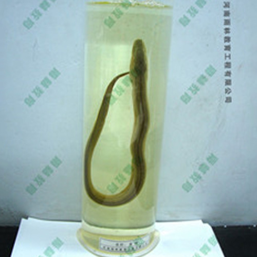 黄鲢浸制标本