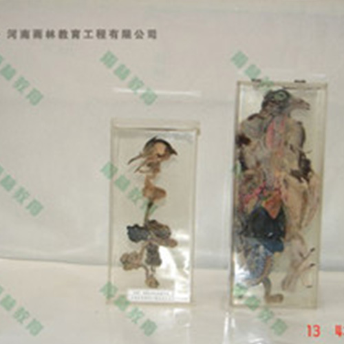 鸽骨骼包埋标本