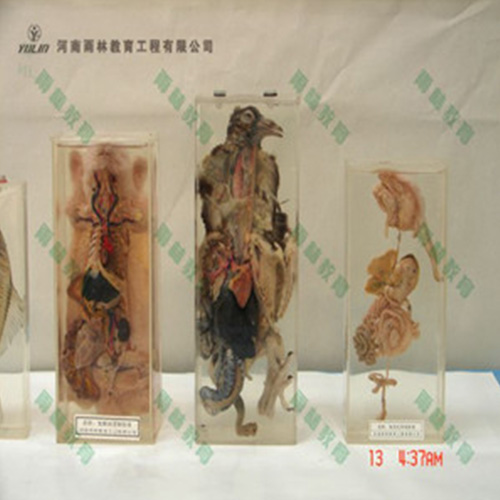 鸽解剖包埋标本