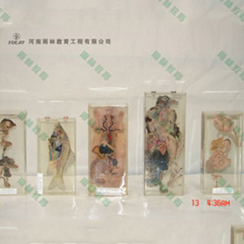 兔解剖包埋标本