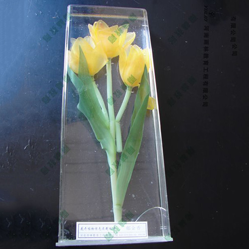 郁金香浸制标本