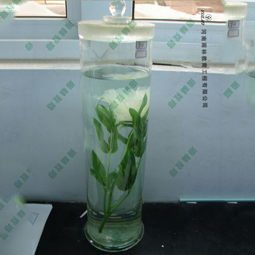 夹竹桃浸制标本