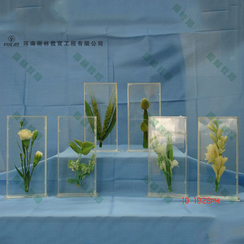 植物浸制标本012