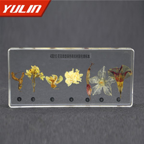 花冠类型包埋标本