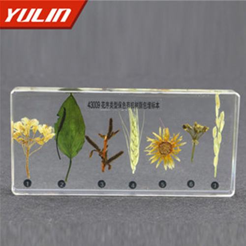 花序类型包埋标本