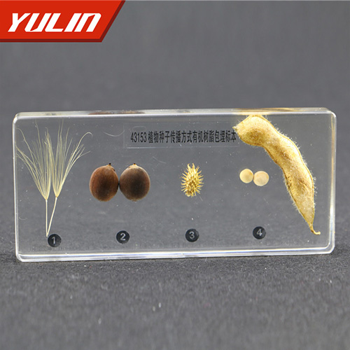 植物种子传播方式包埋标本