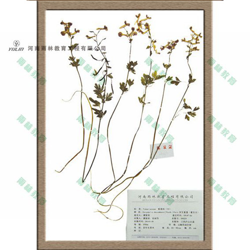 紫堇科腊叶标本