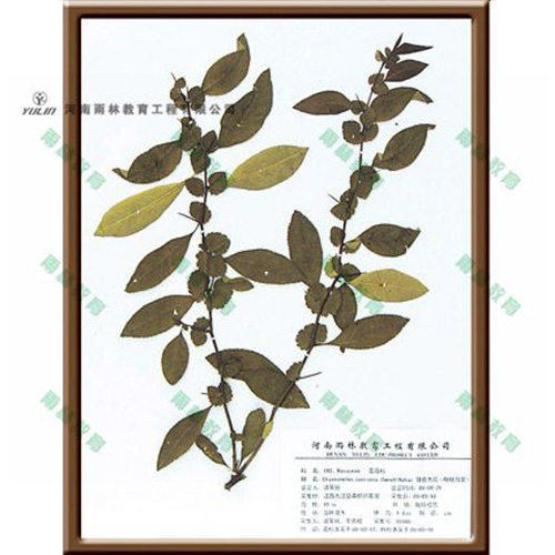 皱皮木瓜腊叶标本