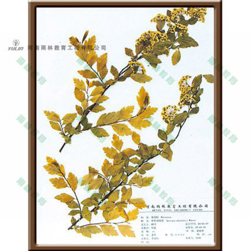 中华绒线菊标本