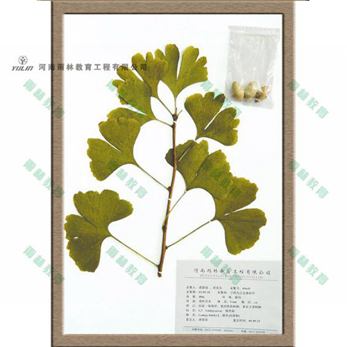 银杏科腊叶标本