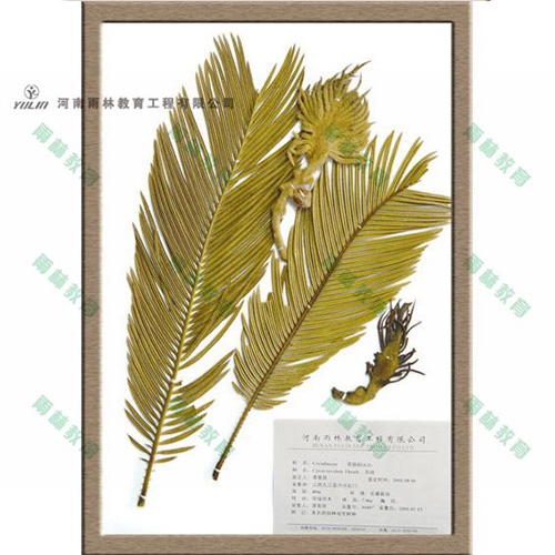 苏铁科植物标本