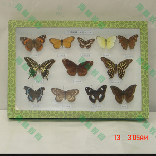 蝴蝶标本
