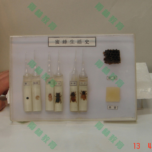 昆虫生活史标本