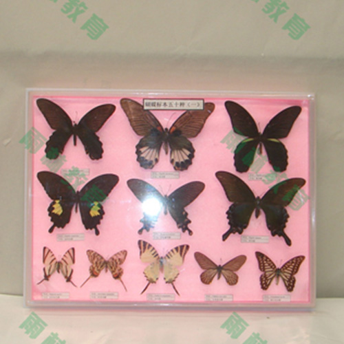中国蝴蝶100种