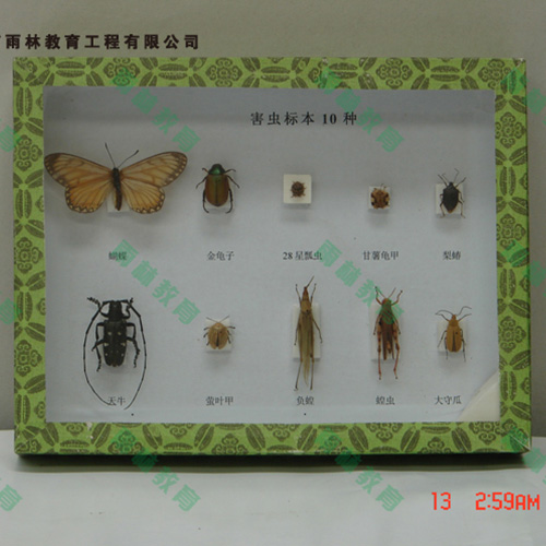 园林害虫昆虫标本