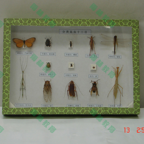 昆虫分类标本