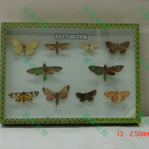常见昆虫套装标本